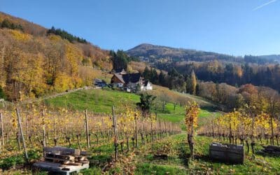 Sasbachwalden: Alde Gott Panoramarunde