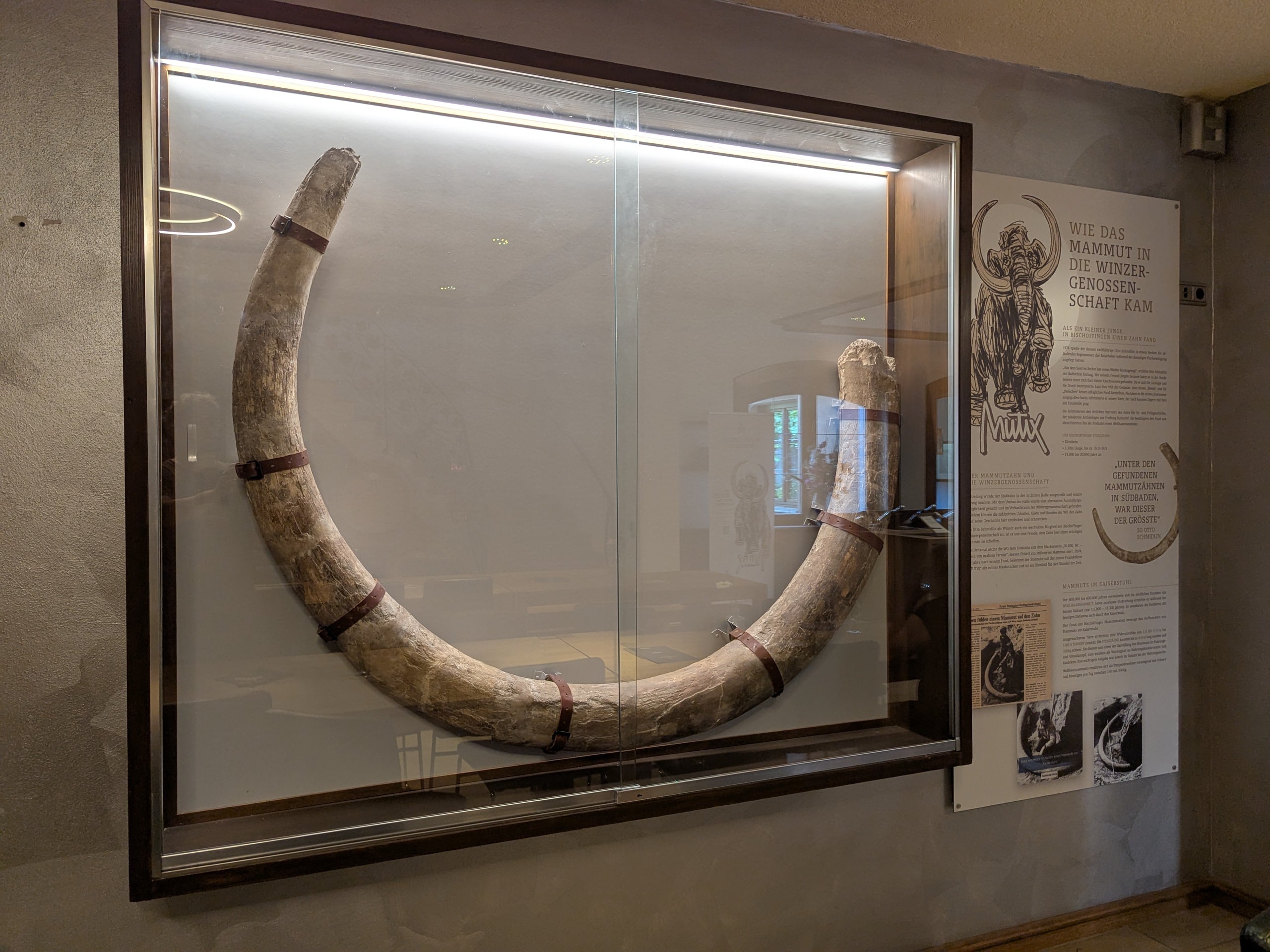 Mammut-Stosszahn-Bischoffingen